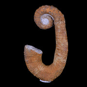 3.9" Heteromorph Rarest Of Fossil Ammonites Barremain Age Morocco Ancyloceras