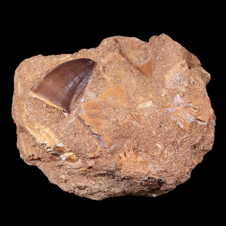 1.2" Mosasaur Prognathodon Fossil Tooth In Matrix Cretaceous Dinosaur Era COA