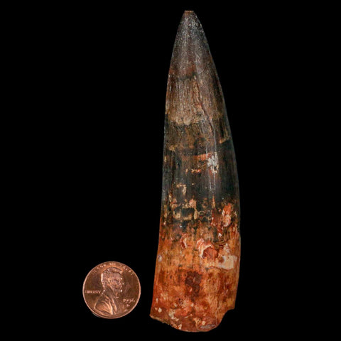 XXL 4" Spinosaurus Fossil Tooth 100 Million Years Old Cretaceous Dinosaur COA - Fossil Age Minerals