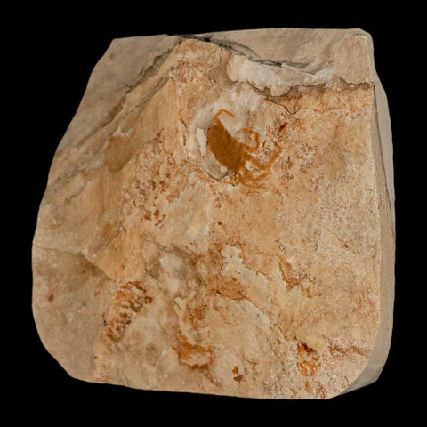 0.7" Fossil Crab Pinnixa Galliheri Pea Crab Monterey Cty San Luis Obispo Miocene Epoch - Fossil Age Minerals