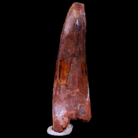 2" Spinosaurus Fossil Tooth 100 Mil Yrs Old Cretaceous Dinosaur COA & Stand - Fossil Age Minerals