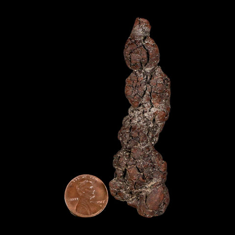 3.3" Prehistoric Coprolite Fossil Specimen Poop Dung Miocene Madagascar