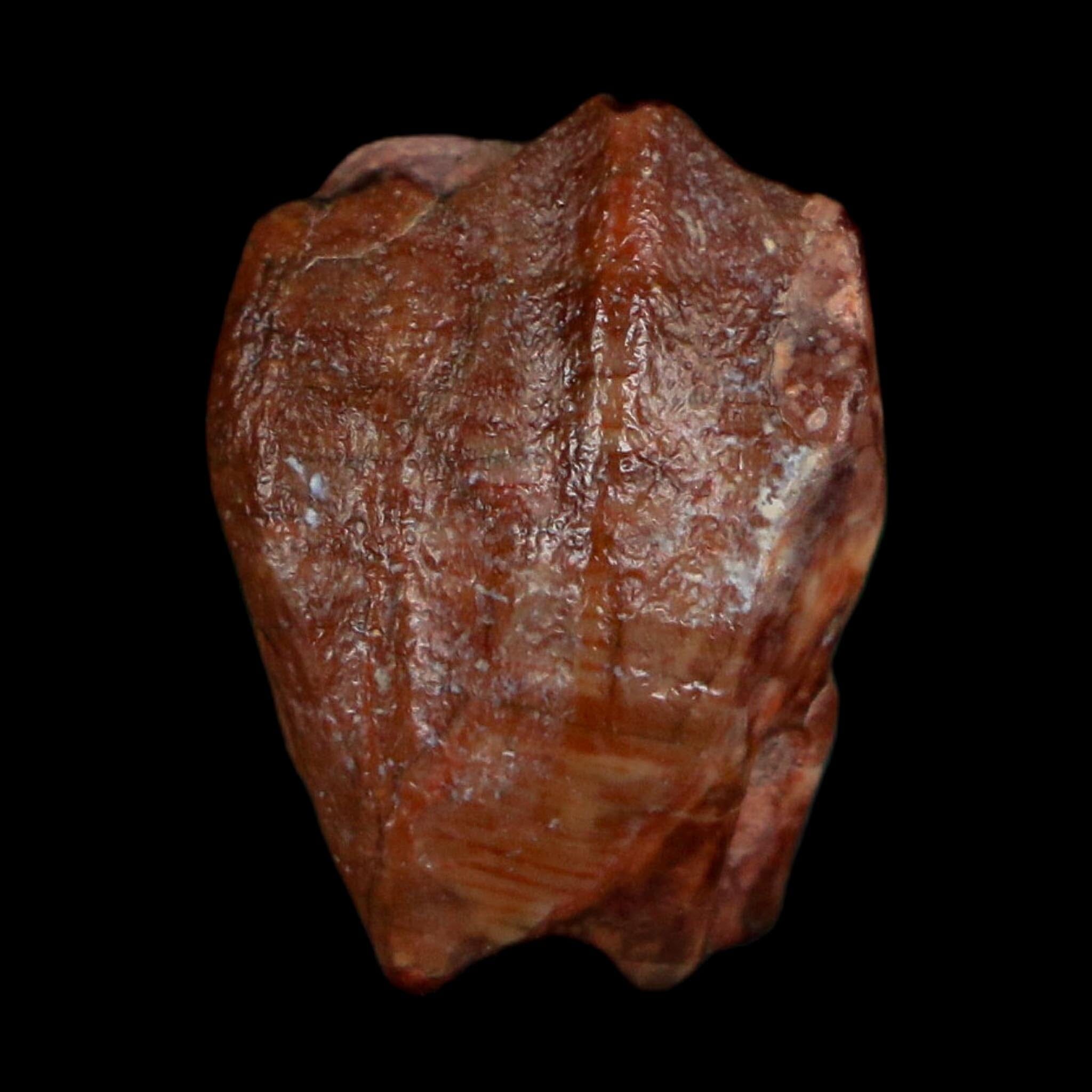 0.6" Ouranosaurus Fossil Tooth Cretaceous Age Iguanodontid Dinosaur Niger