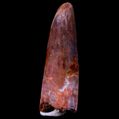 2" Spinosaurus Fossil Tooth 100 Mil Yrs Old Cretaceous Dinosaur COA & Stand - Fossil Age Minerals