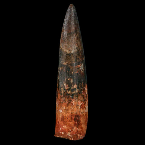 XXL 4" Spinosaurus Fossil Tooth 100 Million Years Old Cretaceous Dinosaur COA - Fossil Age Minerals