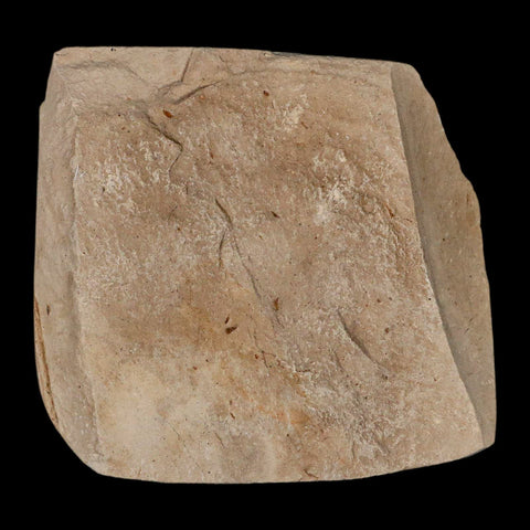 0.7" Fossil Crab Pinnixa Galliheri Pea Crab Monterey Cty San Luis Obispo Miocene Epoch - Fossil Age Minerals