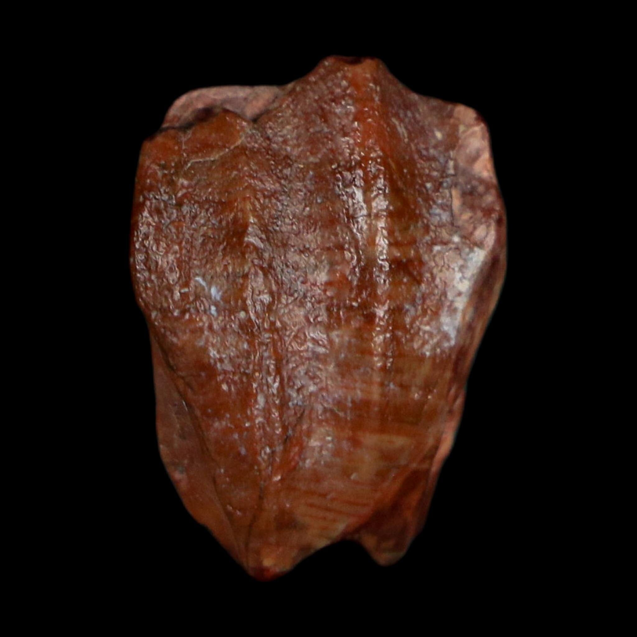 0.6" Ouranosaurus Fossil Tooth Cretaceous Age Iguanodontid Dinosaur Niger