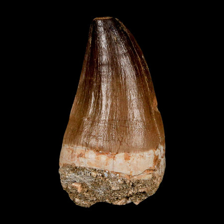 XL 2.2" Mosasaur Prognathodon Fossil Tooth Cretaceous Dinosaur Era COA & Stand