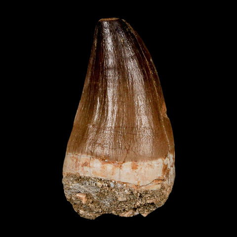 XL 2.2" Mosasaur Prognathodon Fossil Tooth Cretaceous Dinosaur Era COA & Stand