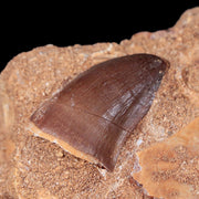 1.2" Mosasaur Prognathodon Fossil Tooth In Matrix Cretaceous Dinosaur Era COA
