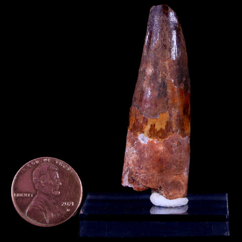 2" Spinosaurus Fossil Tooth 100 Mil Yrs Old Cretaceous Dinosaur COA & Stand - Fossil Age Minerals