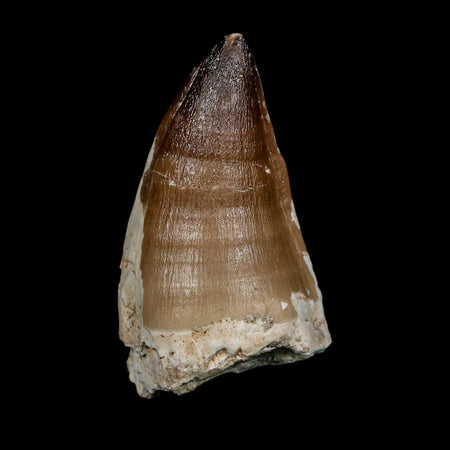 XXL 2.6" Mosasaur Prognathodon Fossil Tooth Cretaceous Dinosaur Era COA, Stand