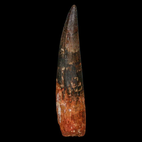 XXL 4" Spinosaurus Fossil Tooth 100 Million Years Old Cretaceous Dinosaur COA - Fossil Age Minerals