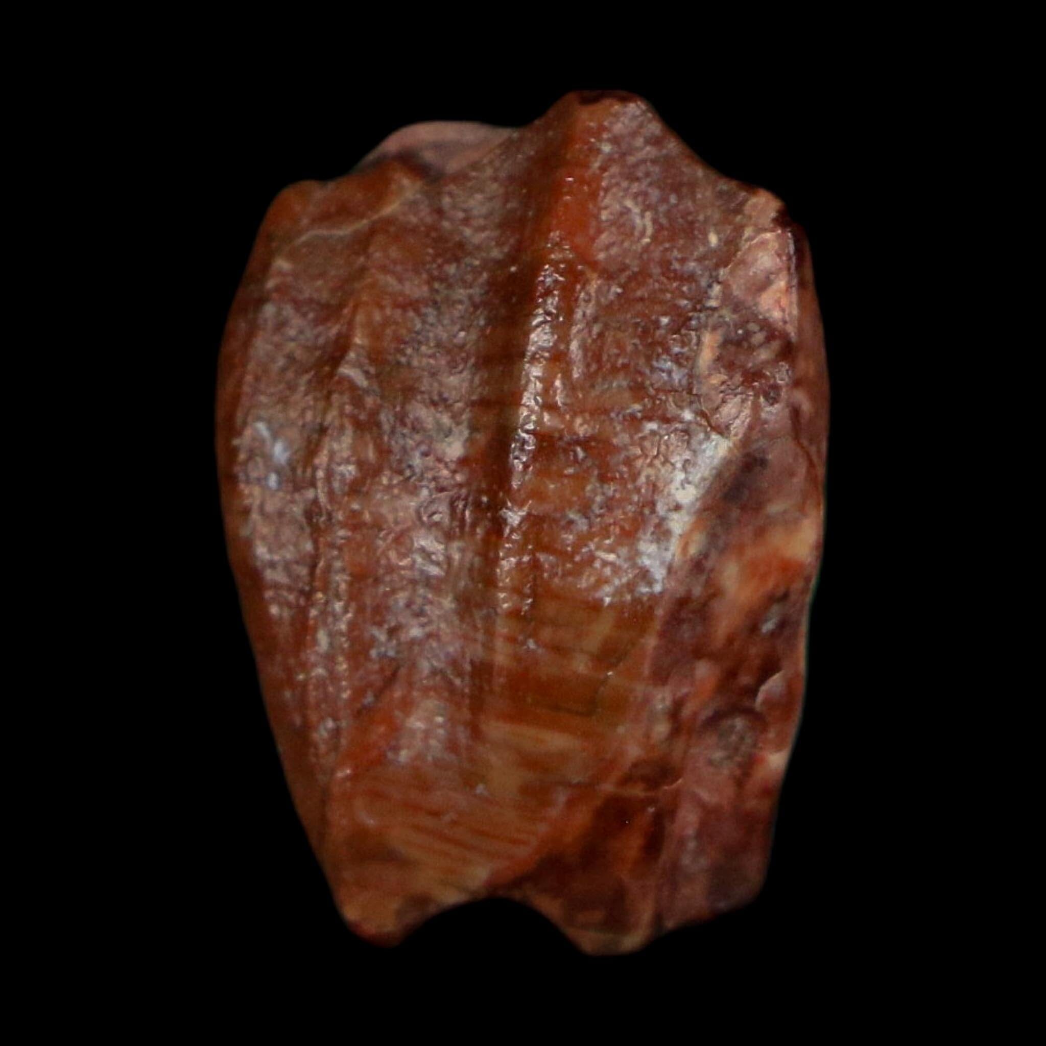 0.6" Ouranosaurus Fossil Tooth Cretaceous Age Iguanodontid Dinosaur Niger