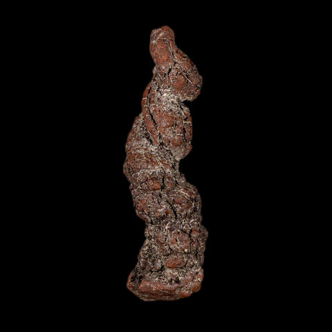 3.3" Prehistoric Coprolite Fossil Specimen Poop Dung Miocene Madagascar