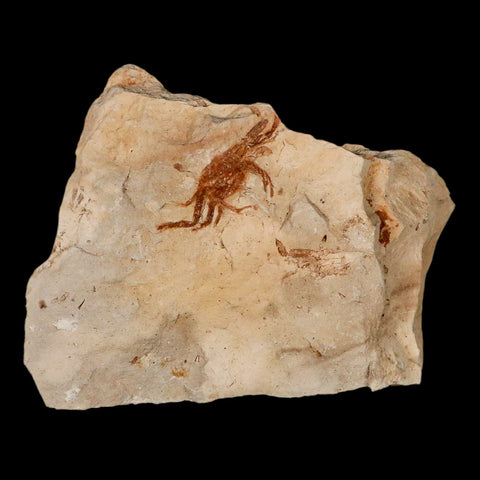 1.1" Fossil Crab Pinnixa Galliheri Pea Crab Monterey Cty San Luis Obispo Miocene Epoch - Fossil Age Minerals