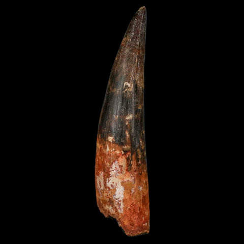 XXL 4" Spinosaurus Fossil Tooth 100 Million Years Old Cretaceous Dinosaur COA - Fossil Age Minerals