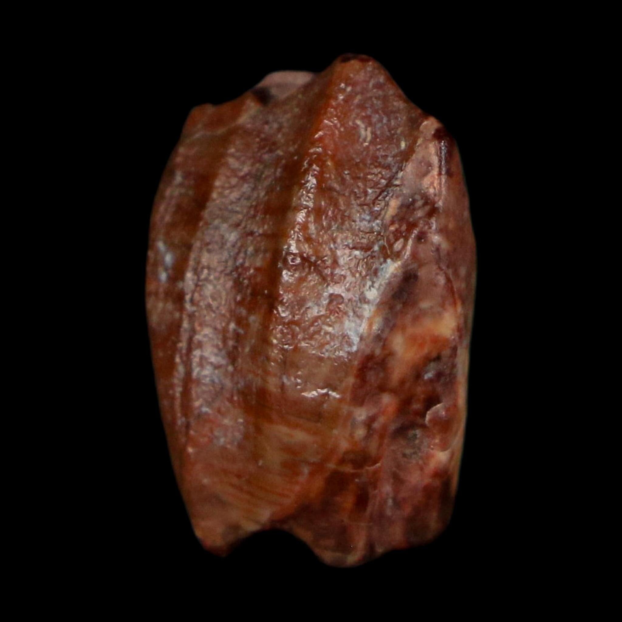 0.6" Ouranosaurus Fossil Tooth Cretaceous Age Iguanodontid Dinosaur Niger
