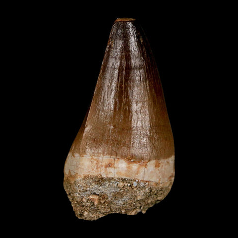 XL 2.2" Mosasaur Prognathodon Fossil Tooth Cretaceous Dinosaur Era COA & Stand