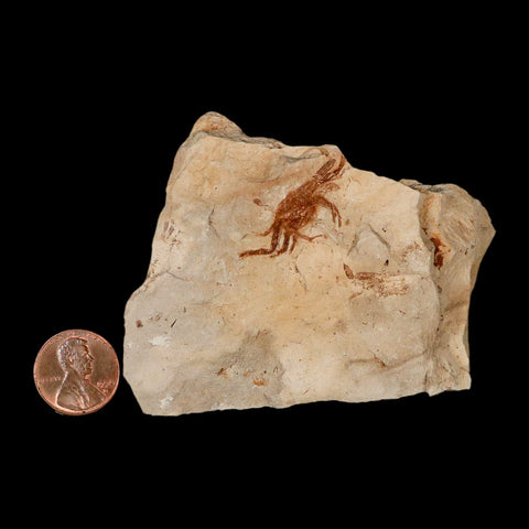 1.1" Fossil Crab Pinnixa Galliheri Pea Crab Monterey Cty San Luis Obispo Miocene Epoch - Fossil Age Minerals