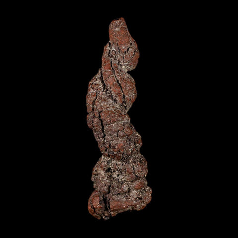 3.3" Prehistoric Coprolite Fossil Specimen Poop Dung Miocene Madagascar
