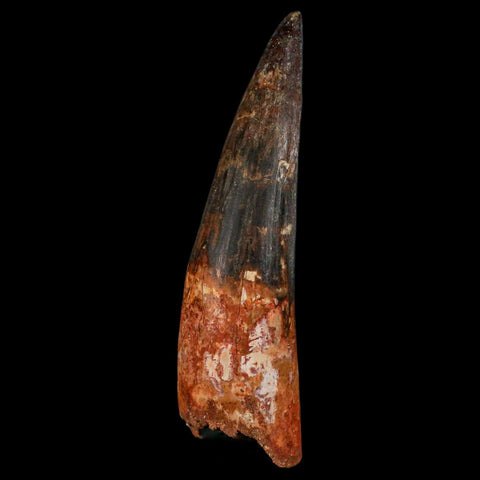 XXL 4" Spinosaurus Fossil Tooth 100 Million Years Old Cretaceous Dinosaur COA - Fossil Age Minerals
