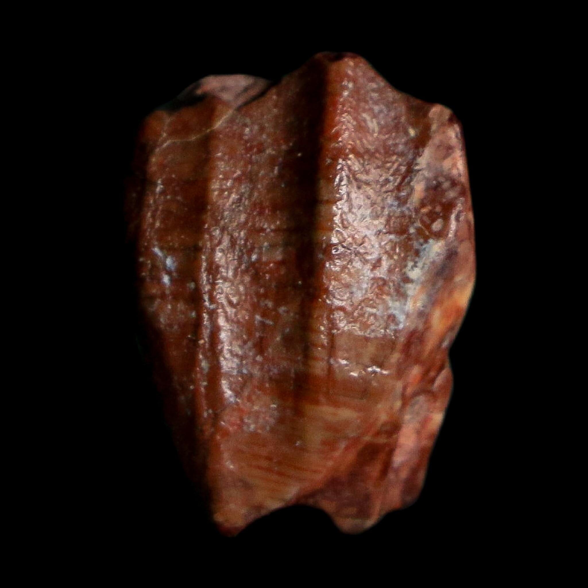 0.6" Ouranosaurus Fossil Tooth Cretaceous Age Iguanodontid Dinosaur Niger