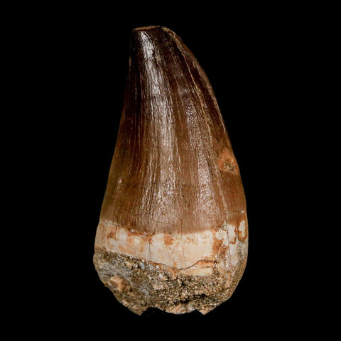 XL 2.2" Mosasaur Prognathodon Fossil Tooth Cretaceous Dinosaur Era COA & Stand