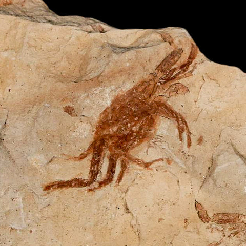 1.1" Fossil Crab Pinnixa Galliheri Pea Crab Monterey Cty San Luis Obispo Miocene Epoch - Fossil Age Minerals