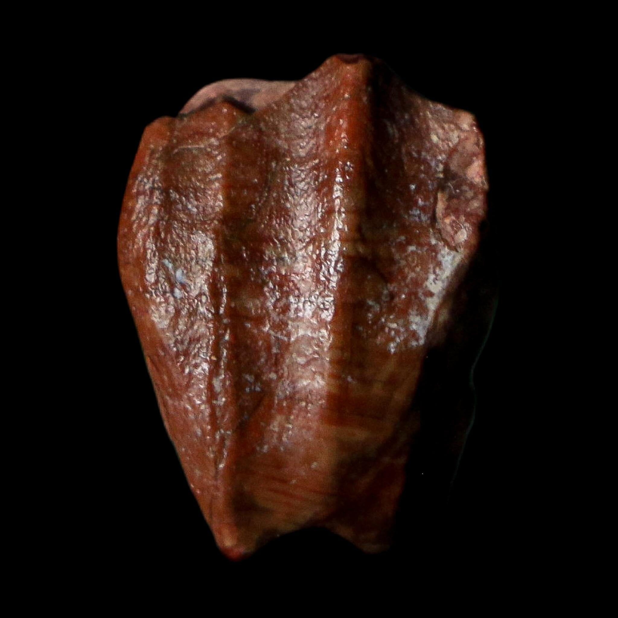 0.6" Ouranosaurus Fossil Tooth Cretaceous Age Iguanodontid Dinosaur Niger