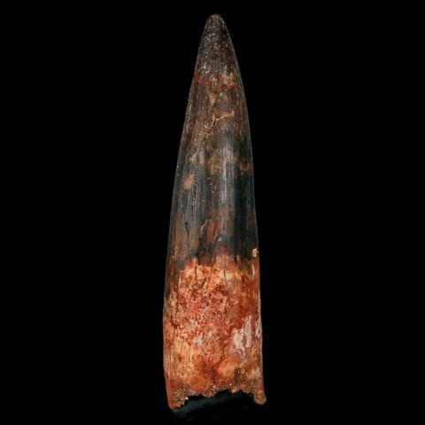 XXL 4" Spinosaurus Fossil Tooth 100 Million Years Old Cretaceous Dinosaur COA - Fossil Age Minerals