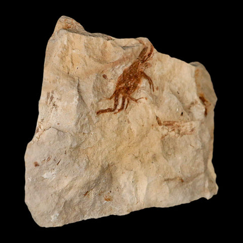 1.1" Fossil Crab Pinnixa Galliheri Pea Crab Monterey Cty San Luis Obispo Miocene Epoch - Fossil Age Minerals