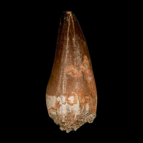 XL 2.2" Mosasaur Prognathodon Fossil Tooth Cretaceous Dinosaur Era COA & Stand