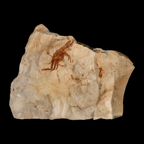 1.1" Fossil Crab Pinnixa Galliheri Pea Crab Monterey Cty San Luis Obispo Miocene Epoch - Fossil Age Minerals
