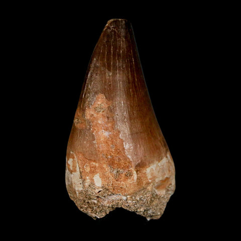 XL 2.2" Mosasaur Prognathodon Fossil Tooth Cretaceous Dinosaur Era COA & Stand