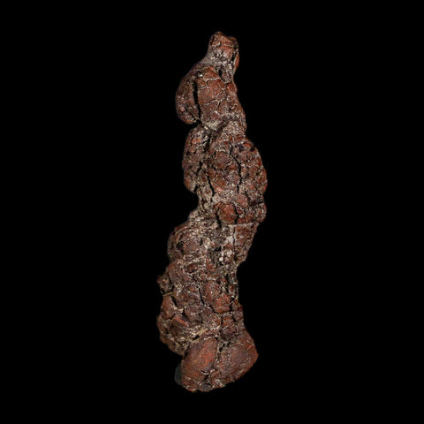 3.3" Prehistoric Coprolite Fossil Specimen Poop Dung Miocene Madagascar