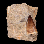 1.6" Mosasaur Prognathodon Fossil Tooth In Matrix Cretaceous Dinosaur Era COA