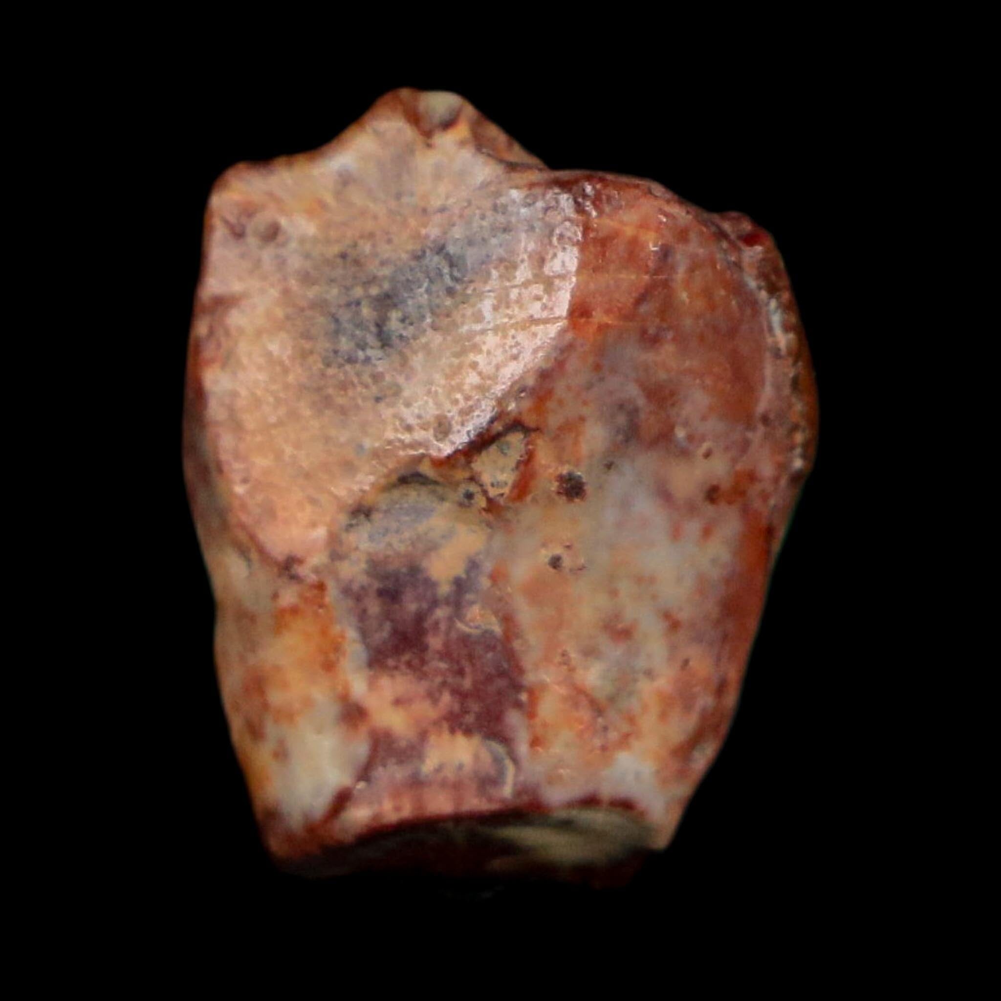 0.6" Ouranosaurus Fossil Tooth Cretaceous Age Iguanodontid Dinosaur Niger