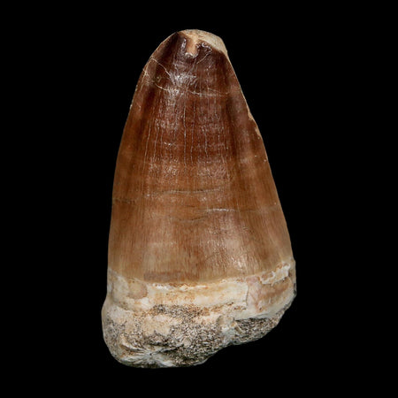 XL 2.5" Mosasaur Prognathodon Fossil Tooth Cretaceous Dinosaur Era COA, Stand