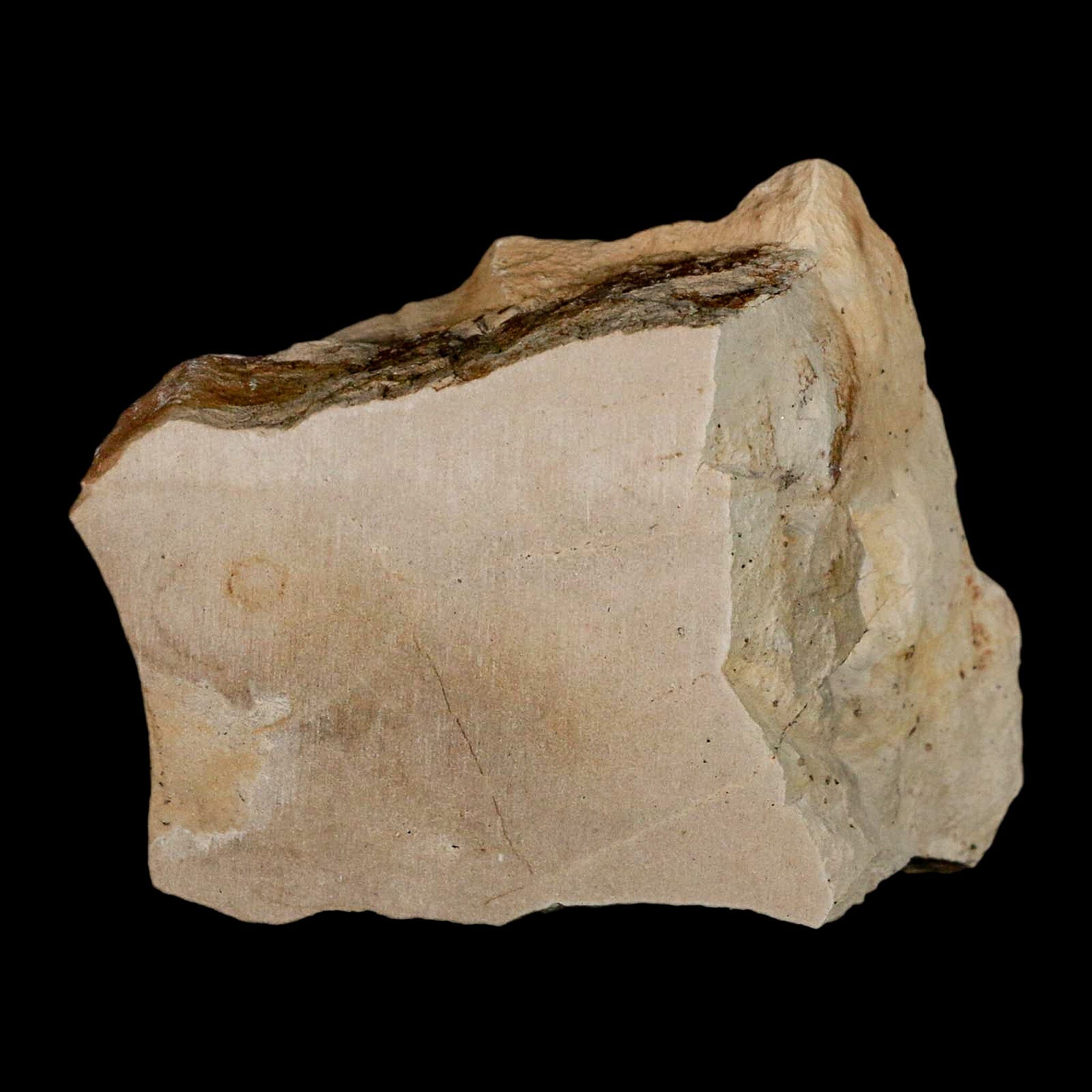 1.1" Fossil Crab Pinnixa Galliheri Pea Crab Monterey Cty San Luis Obispo Miocene Epoch - Fossil Age Minerals