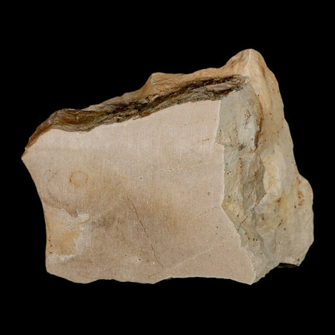 1.1" Fossil Crab Pinnixa Galliheri Pea Crab Monterey Cty San Luis Obispo Miocene Epoch - Fossil Age Minerals