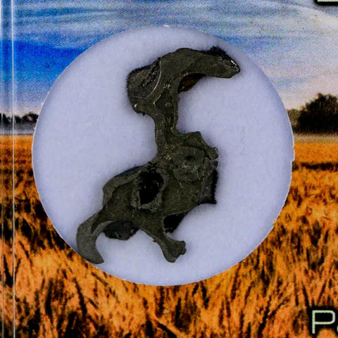 1.2" Brenham Meteorite Specimen Kiowa County, Kansas USA 2.81 Grams Display - Fossil Age Minerals