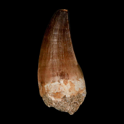 XL 2.2" Mosasaur Prognathodon Fossil Tooth Cretaceous Dinosaur Era COA & Stand