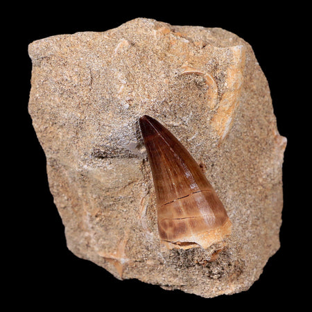 1.6" Mosasaur Prognathodon Fossil Tooth In Matrix Cretaceous Dinosaur Era COA