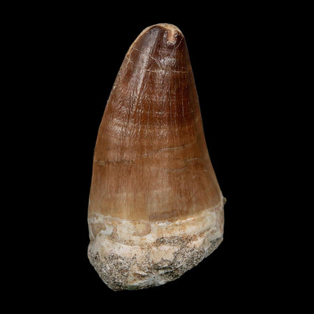 XL 2.5" Mosasaur Prognathodon Fossil Tooth Cretaceous Dinosaur Era COA, Stand