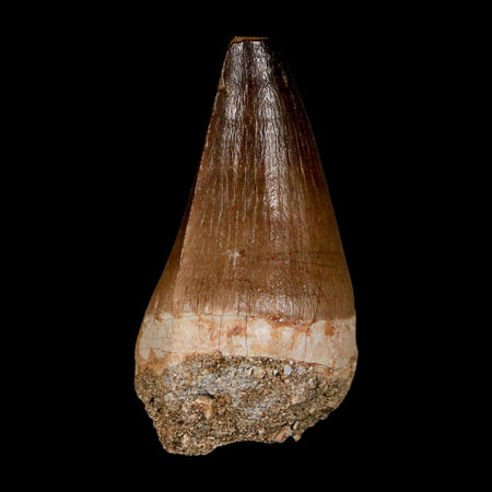 XL 2.2" Mosasaur Prognathodon Fossil Tooth Cretaceous Dinosaur Era COA & Stand