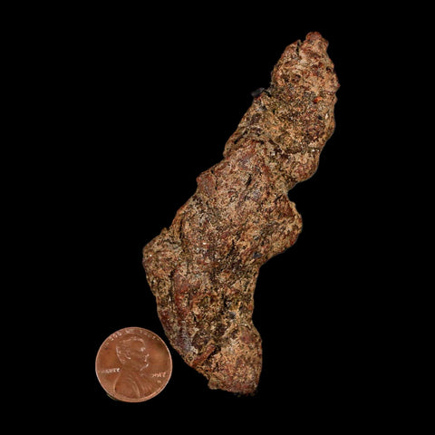 3.5" Prehistoric Coprolite Fossil Specimen Poop Dung Miocene Madagascar