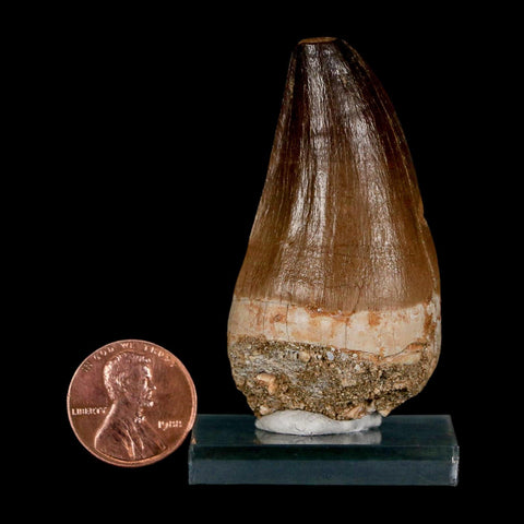 XL 2.2" Mosasaur Prognathodon Fossil Tooth Cretaceous Dinosaur Era COA & Stand