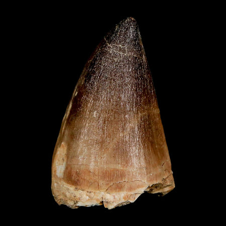 XL 2.2" Mosasaur Prognathodon Fossil Tooth Cretaceous Dinosaur Era COA & Stand