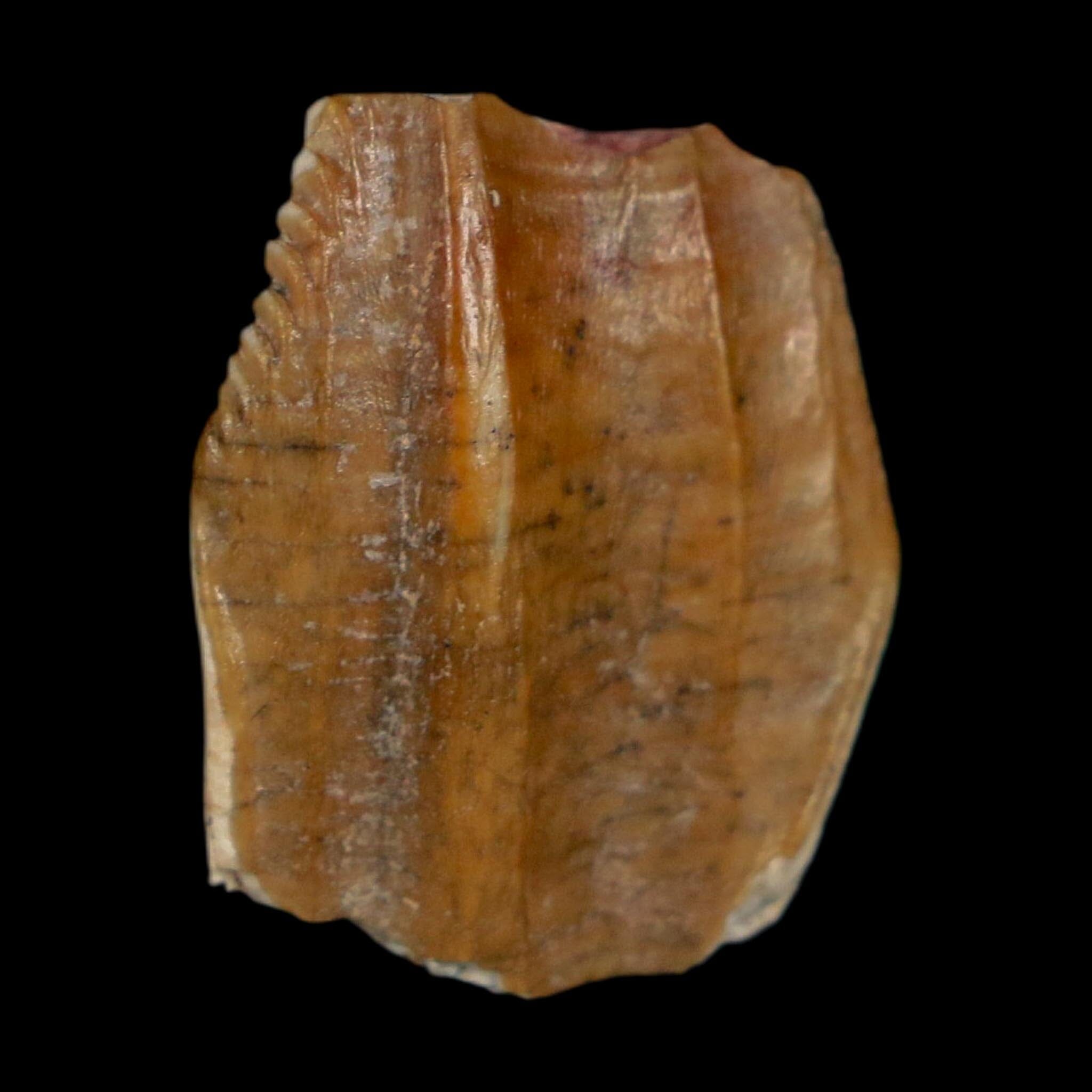 0.8" Ouranosaurus Fossil Tooth Cretaceous Age Iguanodontid Dinosaur Niger